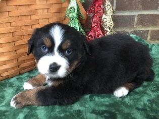 Bernese Mountain Dog Litter for sale in LEO, IN, USA