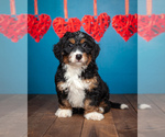Small Photo #1 Miniature Bernedoodle Puppy For Sale in ADDISON, MI, USA