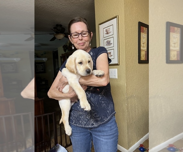 Medium Photo #1 Labrador Retriever Puppy For Sale in LAKE ALFRED, FL, USA