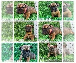 French Bulldog Litter for sale in MIAMI, FL, USA