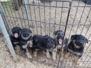 German Shepherd Dog Litter for sale in EAGLE POINT, OR, USA
