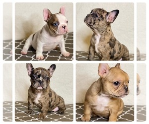 French Bulldog Litter for sale in BROWNSVILLE, TX, USA