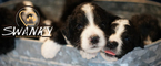 Small Photo #1 Bernedoodle Puppy For Sale in ATHENS, AL, USA