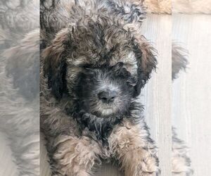 Bernedoodle Litter for sale in TOLEDO, OH, USA
