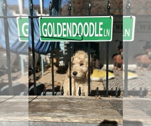 Goldendoodle (Miniature) Litter for sale in LOUISA, VA, USA