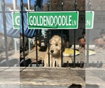 Small Goldendoodle (Miniature)