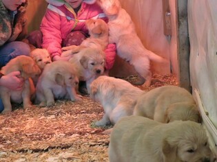 Golden Retriever Litter for sale in LOYAL, WI, USA