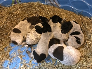 German Shorthaired Pointer Litter for sale in ARLINGTON, SD, USA