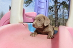 Small Photo #1 Labrador Retriever Puppy For Sale in SOPERTON, GA, USA