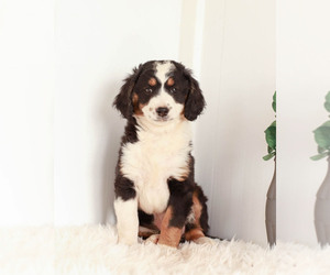 Bernedoodle Litter for sale in KILLINGER, PA, USA