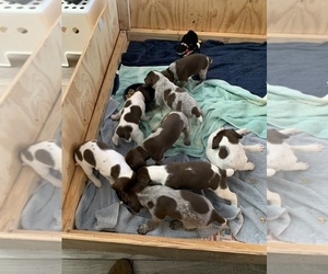 German Shorthaired Pointer Litter for sale in KYLE, TX, USA