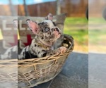 Small Photo #1 French Bulldog Puppy For Sale in PEARLAND, TX, USA