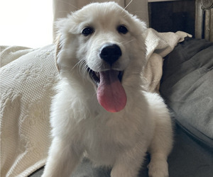 Great Pyrenees-Maremma Sheepdog Mix Litter for sale in CONNEAUT, OH, USA