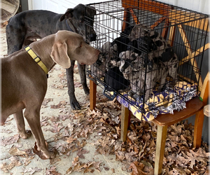 Great Dane Litter for sale in LEITCHFIELD, KY, USA