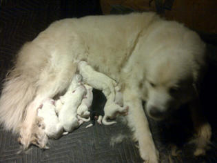 Great Pyrenees Litter for sale in COVINGTON, WA, USA