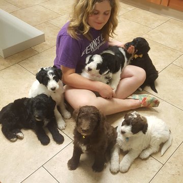 Medium Photo #1 Aussiedoodle Puppy For Sale in JASPER, NY, USA