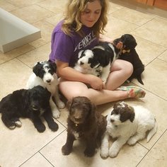 Aussiedoodle Litter for sale in JASPER, NY, USA