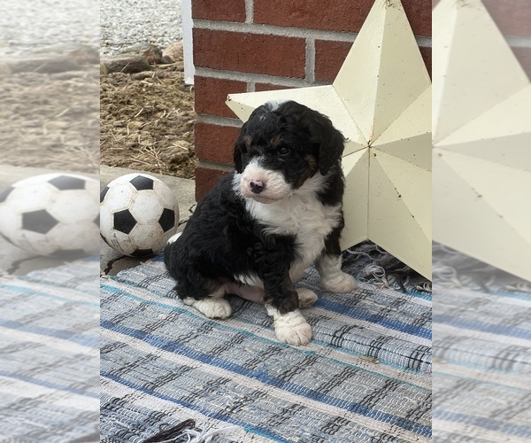 Medium Photo #1 Bernedoodle Puppy For Sale in LIGONIER, IN, USA