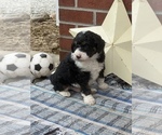 Small Photo #1 Bernedoodle Puppy For Sale in LIGONIER, IN, USA
