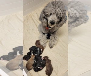 Aussiedoodle Litter for sale in BARNESVILLE, MN, USA