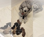 Small Photo #1 Aussiedoodle Puppy For Sale in BARNESVILLE, MN, USA