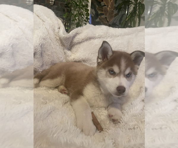 Medium Photo #1 Siberian Husky Puppy For Sale in TRACY, CA, USA