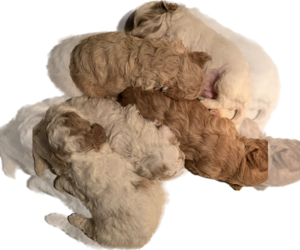 Cavapoo Litter for sale in FREDERICKTOWN, MO, USA