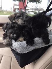 Schnauzer (Miniature) Litter for sale in EULESS, TX, USA