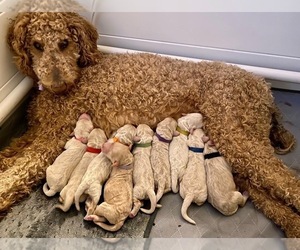 Goldendoodle Litter for sale in GRAND RAPIDS, MI, USA