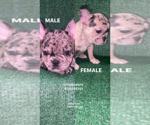 French Bulldog Litter for sale in TAMPA, FL, USA