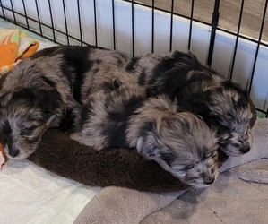 Aussiedoodle Miniature  Litter for sale in CLYDE, TX, USA