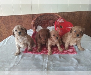 Cavapoo Litter for sale in SHIPSHEWANA, IN, USA