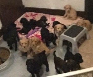 Goldendoodle Litter for sale in HARRISON, AR, USA