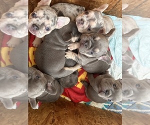 French Bulldog Litter for sale in DOWNEY, CA, USA