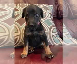 Doberman Pinscher-Irish Wolfhound Mix Litter for sale in WOLCOTT, IN, USA