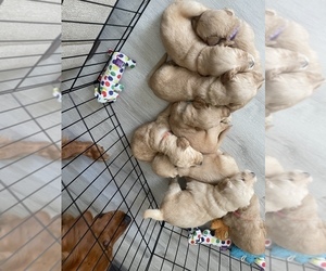 Goldendoodle Litter for sale in AGRICOLA, MS, USA