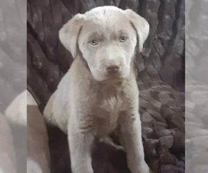 Labrador Retriever Litter for sale in BLACKSBURG, SC, USA