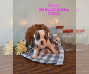 Olde English Bulldogge Litter for sale in SHIPSHEWANA, IN, USA