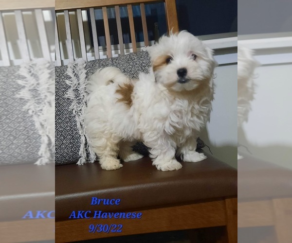Medium Photo #1 Havanese Puppy For Sale in SHIPSHEWANA, IN, USA