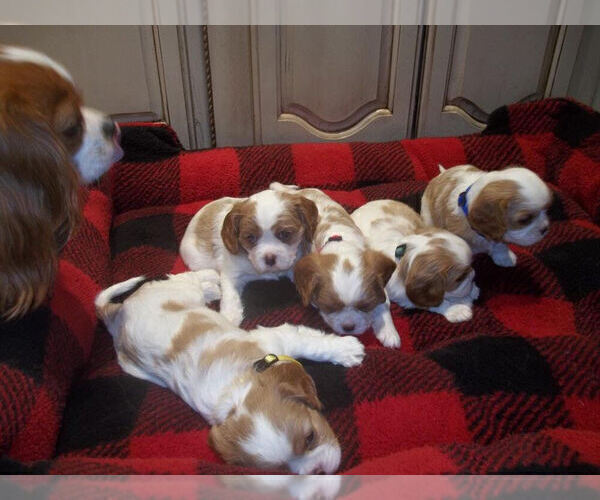 Medium Photo #1 Cavalier King Charles Spaniel Puppy For Sale in DALLAS, TX, USA