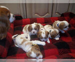 Small Photo #1 Cavalier King Charles Spaniel Puppy For Sale in DALLAS, TX, USA