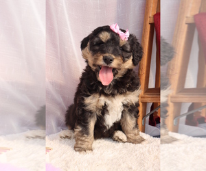 Bernese Mountain Dog-Siberian Husky Mix Litter for sale in ROCKY MOUNT, VA, USA