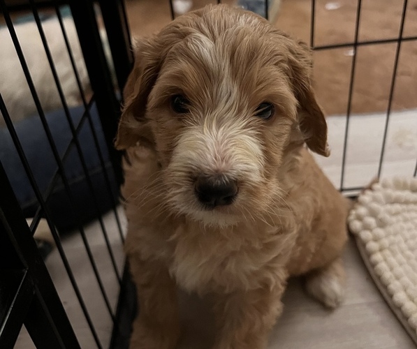 Medium Photo #1 Goldendoodle-Poodle (Standard) Mix Puppy For Sale in BALL GROUND, GA, USA