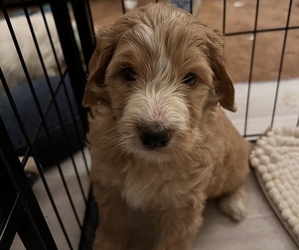 Goldendoodle-Poodle (Standard) Mix Litter for sale in BALL GROUND, GA, USA