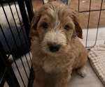 Small Photo #1 Goldendoodle-Poodle (Standard) Mix Puppy For Sale in BALL GROUND, GA, USA