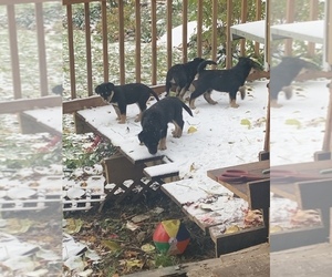 Rottweiler-Sharberian Husky Mix Litter for sale in CANOGA, NY, USA