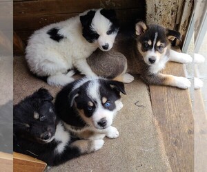 Pomsky Litter for sale in E WATERTOWN, MA, USA