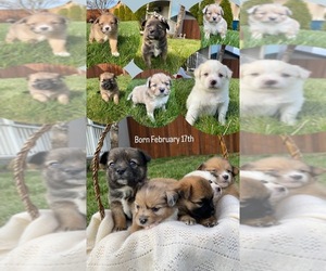 Paperanian Litter for sale in VANCOUVER, WA, USA