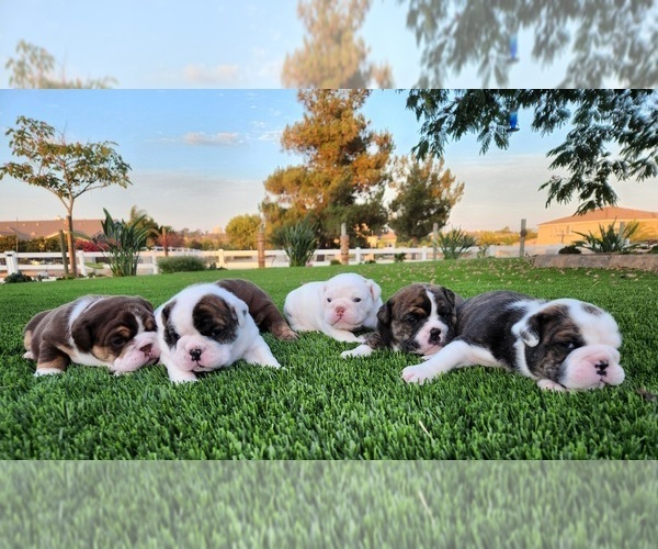 Medium Photo #1 Bulldog Puppy For Sale in PERRIS, CA, USA