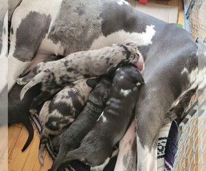 Goldendoodle-Great Dane Mix Litter for sale in TURTLE LAKE, WI, USA